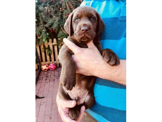 PoulaTo: Προς πώληση Labrador Retriever Σκύλοι και κουτάβια